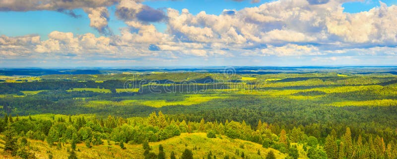 Coniferous forest and meadows. Panorama royalty free stock image