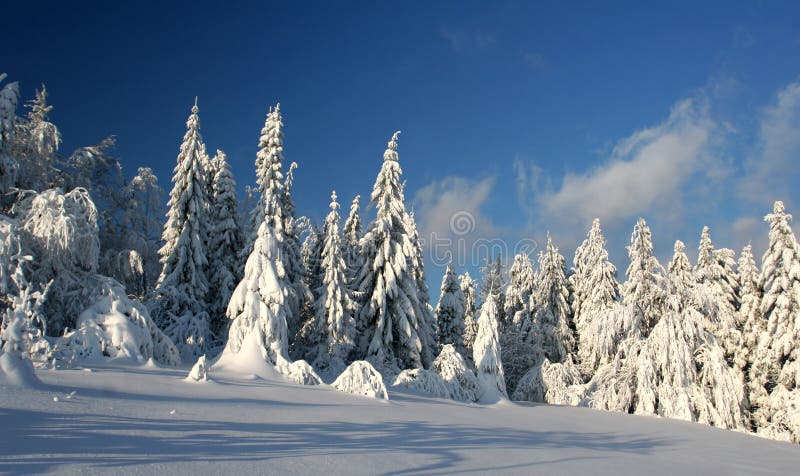 Coniferous forest on the mount royalty free stock photo