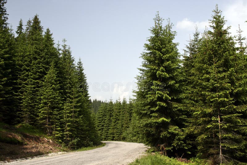 Coniferous Forest on the Mountain stock photos