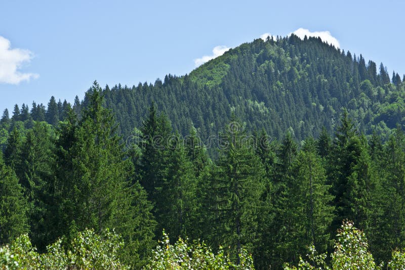 Coniferous Forest on the Mountain royalty free stock photo