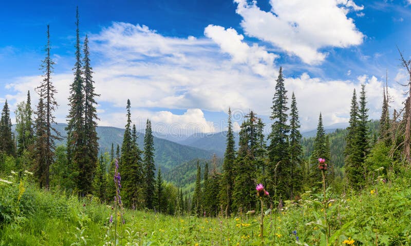 Coniferous Forest in the Mountains stock image