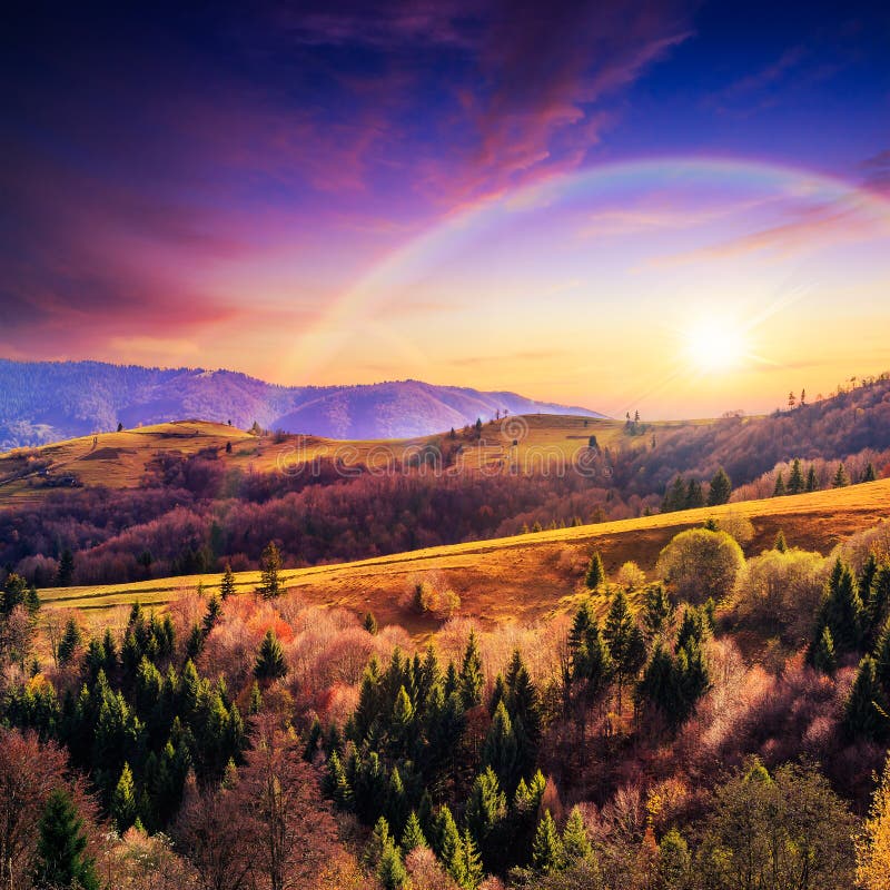 Coniferous forest on a steep mountain slope at sunset