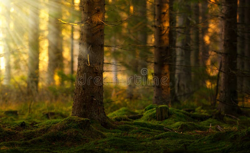 Coniferous forest in a summer morning stock image