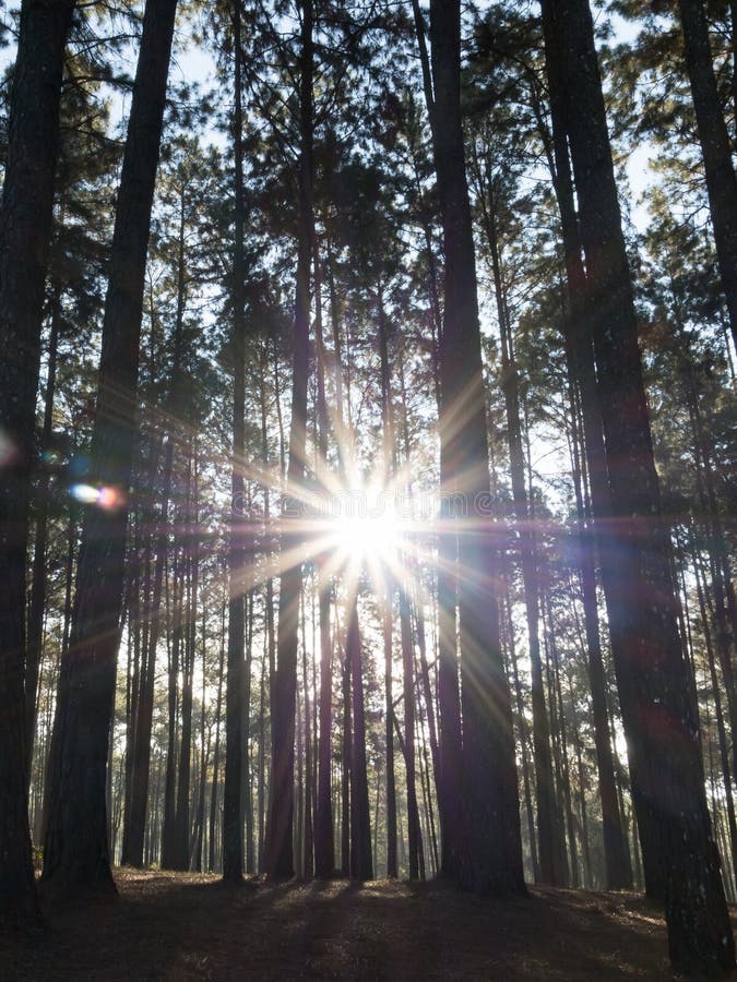 Coniferous Forest With The Sun Shining Through The Trees Pine Forest