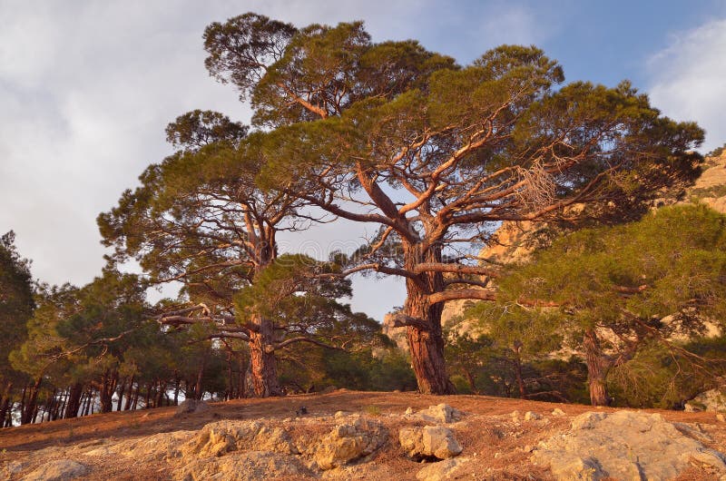 Coniferous forest