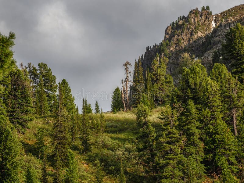 Coniferous forest at the top of the mountain royalty free stock image