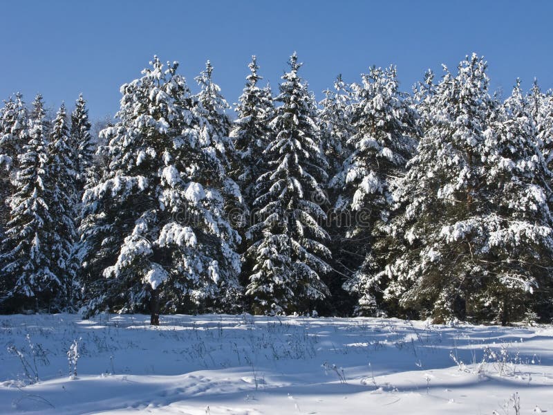 Coniferous forest under snow