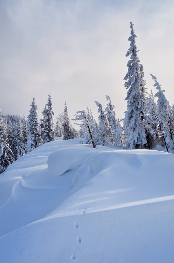 Coniferous forest in winter