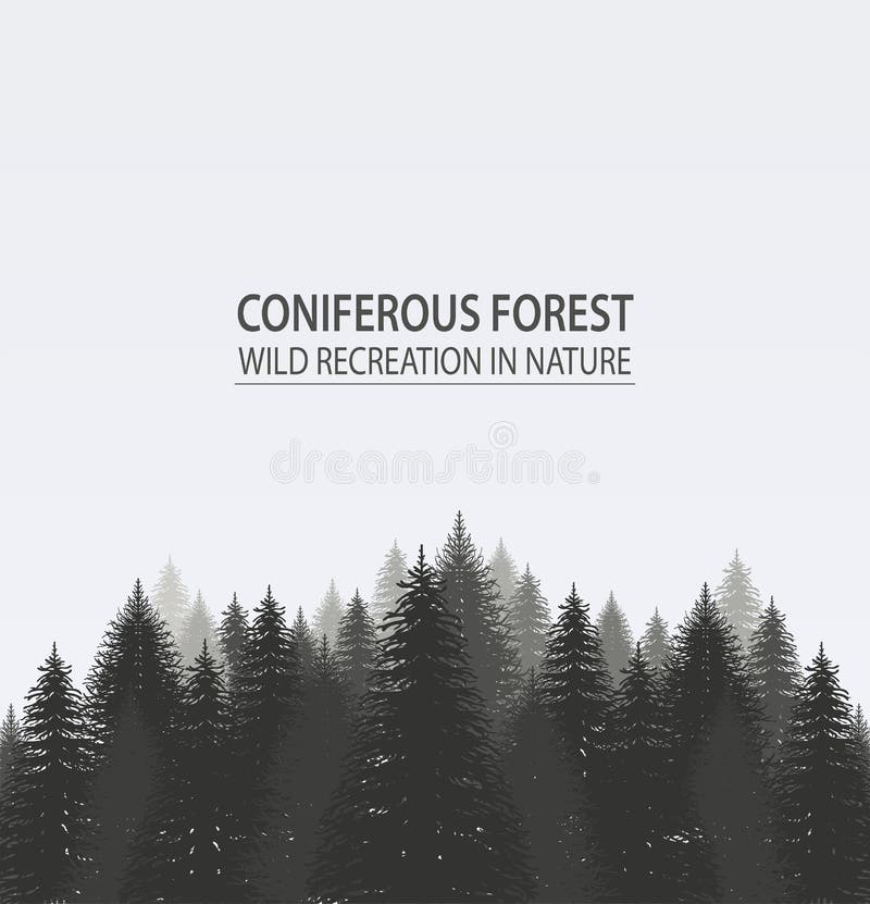 Coniferous pine forest.