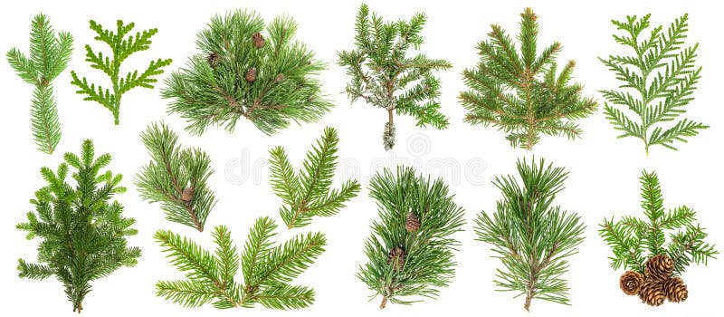 Coniferous tree branches Spruce pine thuja fir cone set