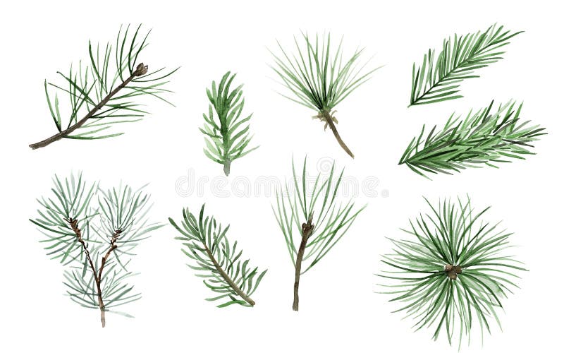 108 Tree Illustrations Watercolor Fir Renderings Stock Photos - Free ...