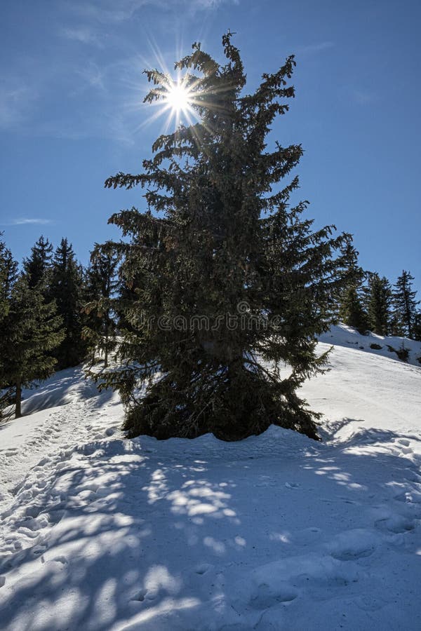 Coniferous tree with sun, Low Tatras mountains, Slovakia