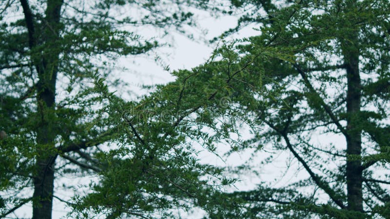 Coniferous Trees, Rainy Day In The Park. Forest In The Spring. Static. stock image