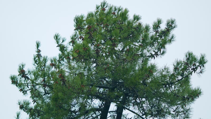 Coniferous Trees, Rainy Day In The Park. Forest In The Spring. Static. stock images
