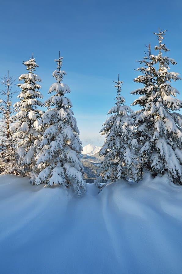 Coniferous trees in the snow