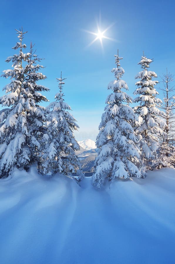 Coniferous Trees In The Snow Stock Photo - Image of ...