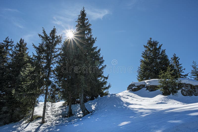 Coniferous trees with sun, Poludnica, Low Tatras, Slovakia