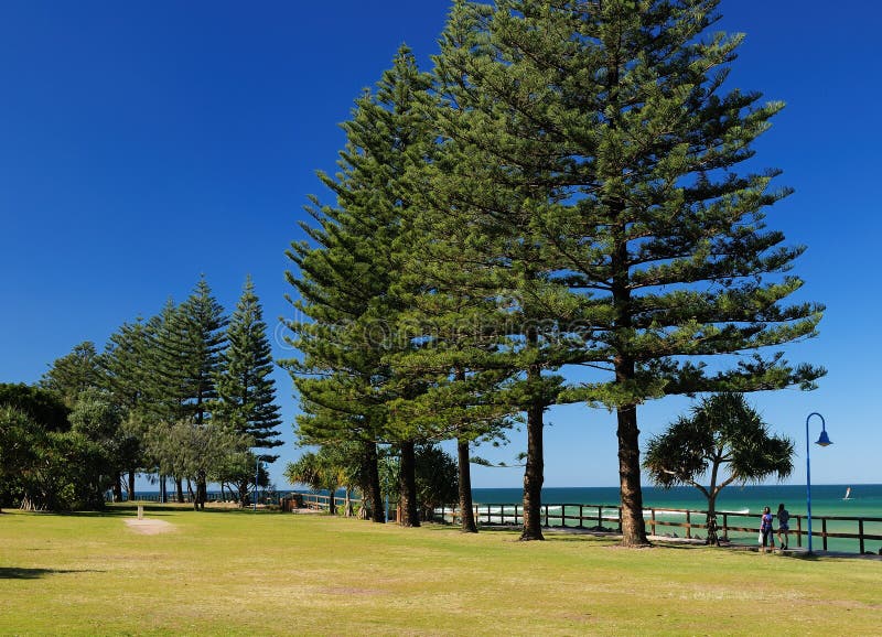 Conifers Aka Monkey-Puzzle Trees At Sunshine Coast Queensland Australia