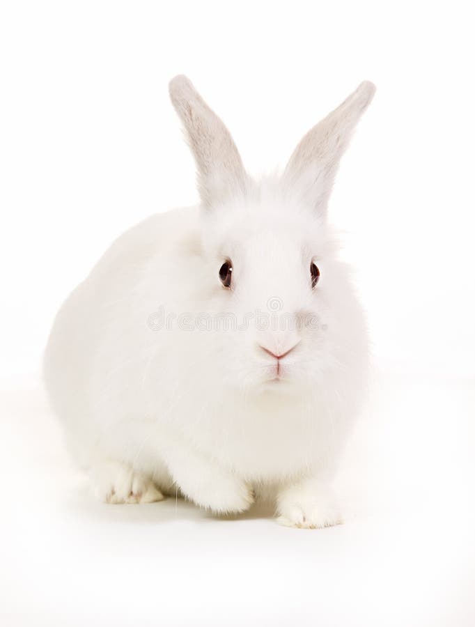 Coniglietto fotografia stock libera da diritti