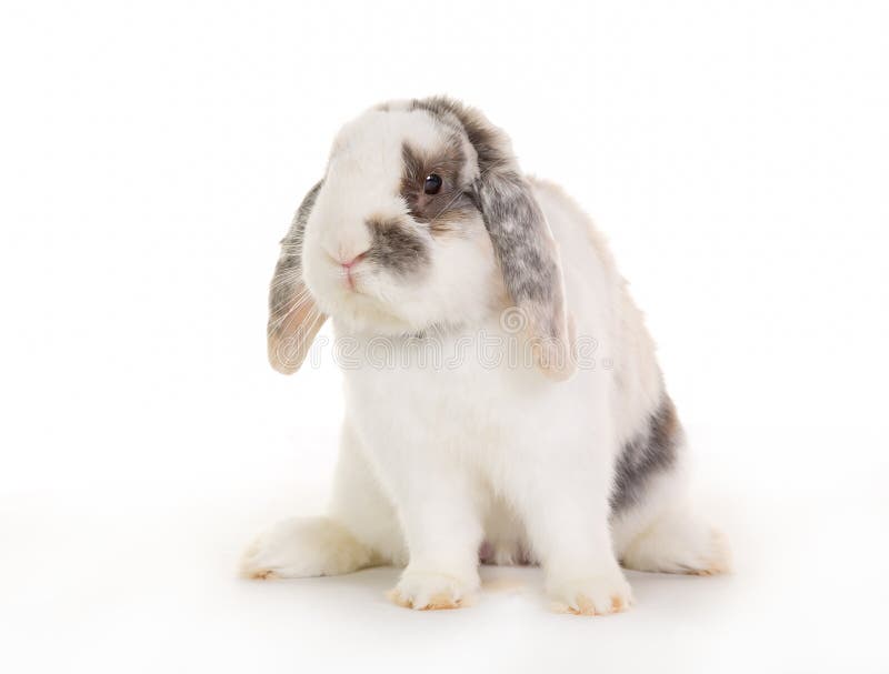 Coniglietto fotografie stock libere da diritti