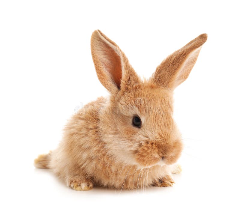 Coniglietto di pasqua simile a pelliccia adorabile fotografia stock libera da diritti Coniglietto di pasqua simile a pelliccia adorabile fotografia stock libera da diritti