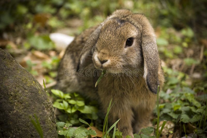 Charm Pendente Coniglietto In Argento 925 Con Dettagli Rosa E - Foto 12