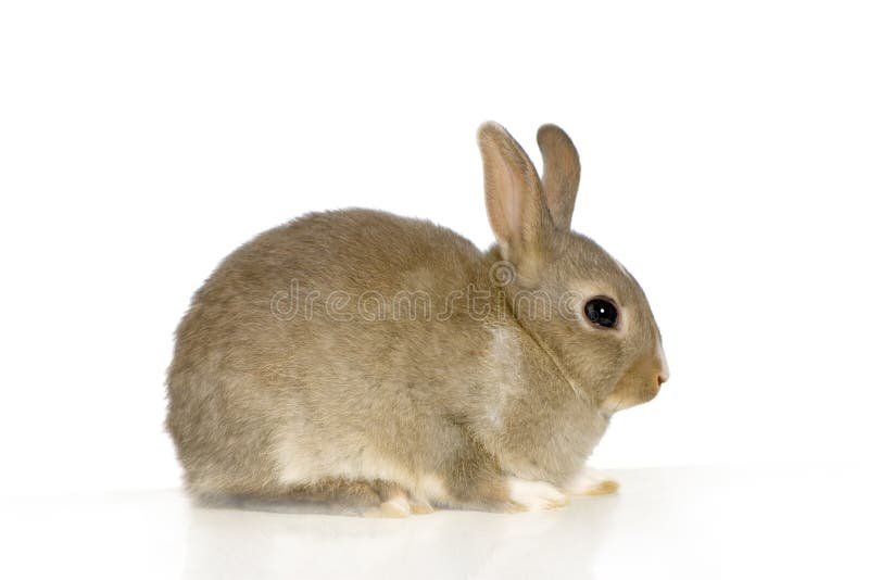 Rabbit in front of a white background. Rabbit in front of a white background