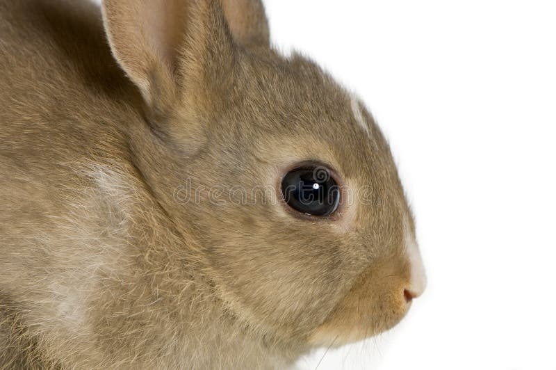 Rabbit in front of a white background. Rabbit in front of a white background