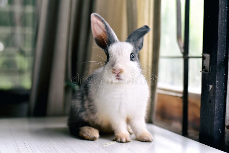 Coniglio di coniglietto grigio che sembra frontward allo spettatore, poco coniglietto che si siede sullo scrittorio bianco