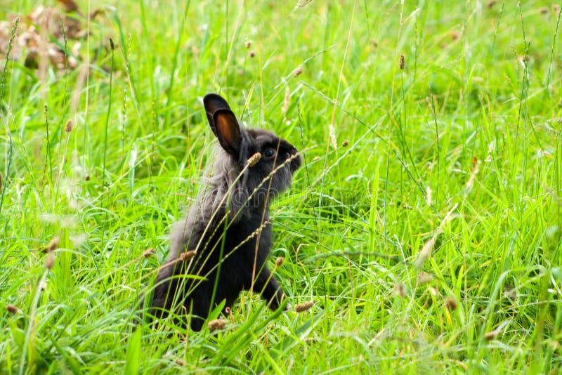 Coniglio di razza nero nell'erba immagini stock