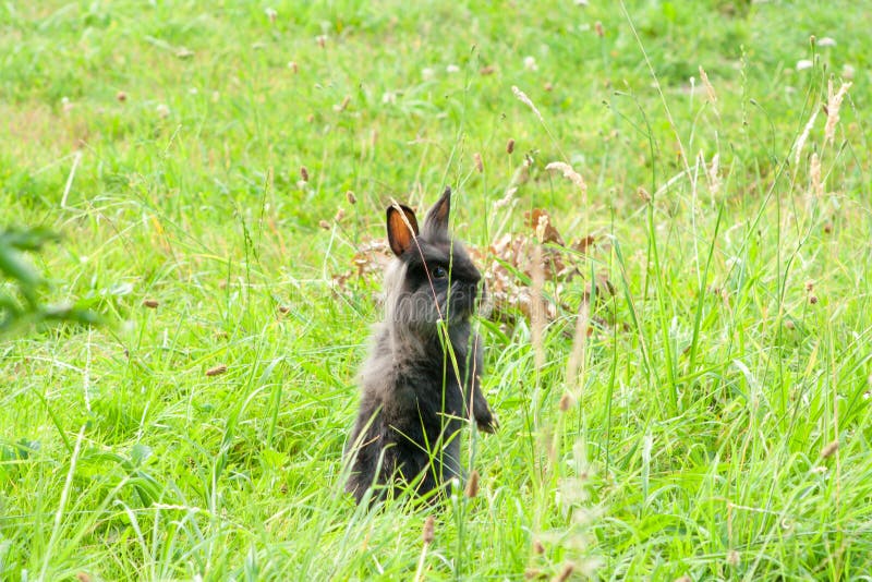 Coniglio di razza nero nell'erba immagine stock