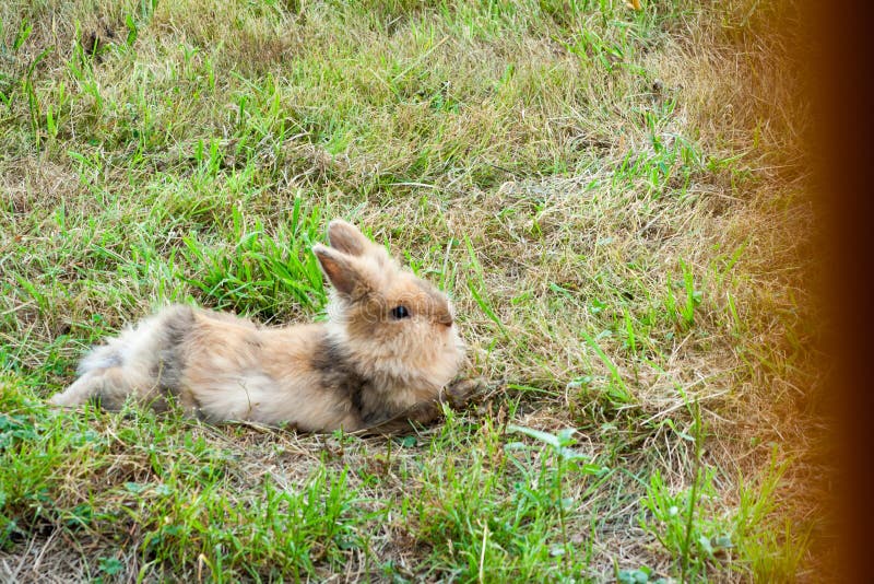 Coniglio di razza sul prato immagine stock