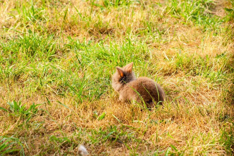 Coniglio di razza sul prato immagine stock
