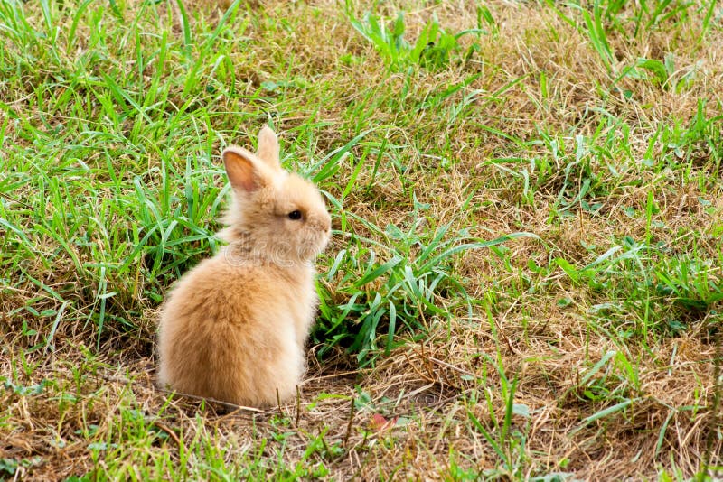 Coniglio di razza sul prato fotografia stock