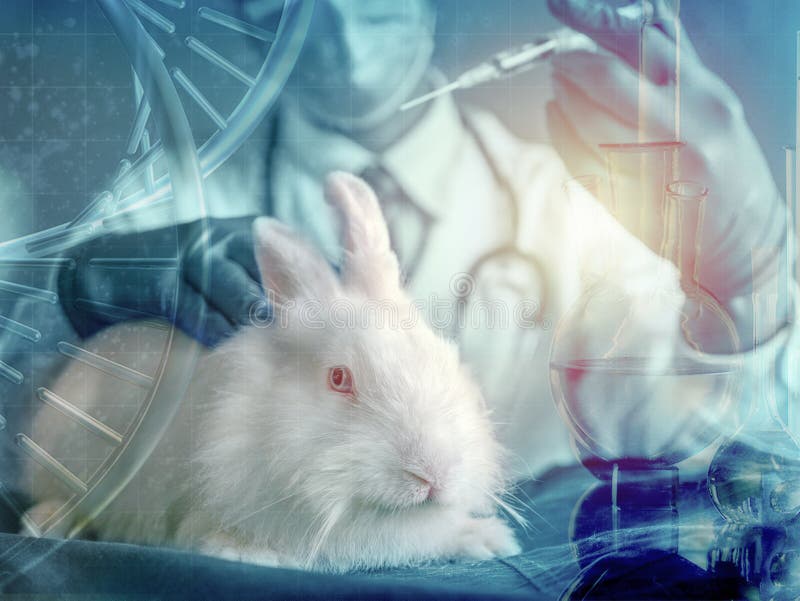 Coniglio e ricercatore bianchi con la siringa a disposizione nel concetto di usando animale per l'esperimento immagine stock Coniglio e ricercatore bianchi con la siringa a disposizione nel concetto di usando animale per l'esperimento immagine stock