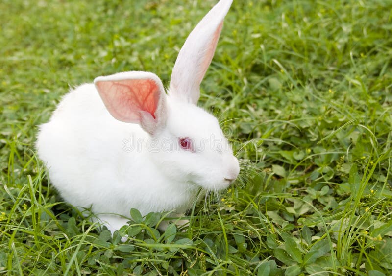 Letto In Erba Per Conigli - Casa/Nido In Paglia Naturale Per Piccoli Animali - Foto 10