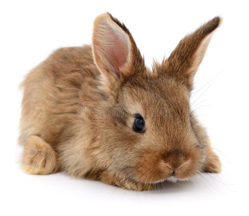 Coniglio marrone isolato su sfondo bianco, primo piano immagini stock libere da diritti