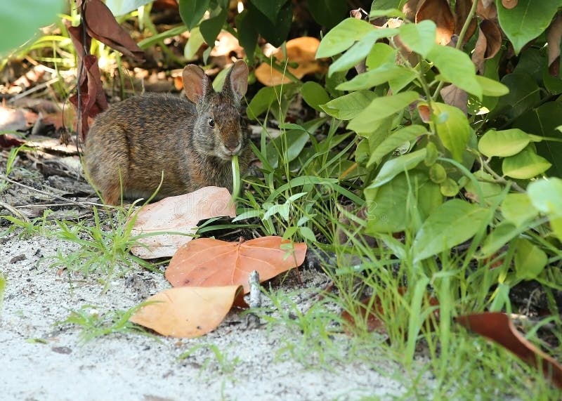 Coniglio selvaggio della palude che mastica su una lama di erba sull'isola di Estero in Myers Beach forte, Florida immagini stock libere da diritti Coniglio selvaggio della palude che mastica su una lama di erba sull'isola di Estero in Myers Beach forte, Florida immagini stock libere da diritti