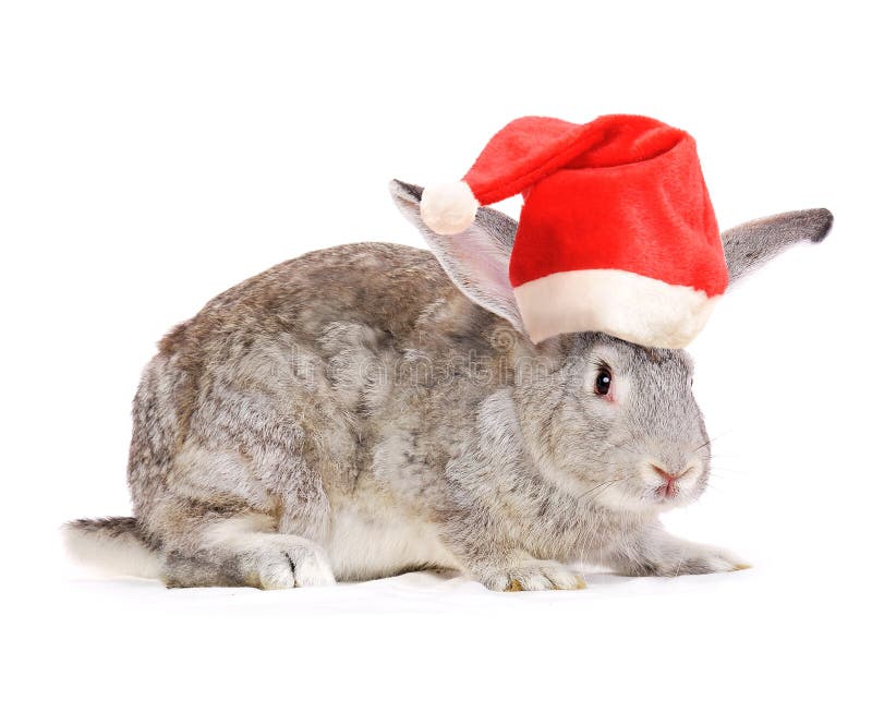Coniglio in un cappello delle Santa. fotografie stock Coniglio in un cappello delle Santa. fotografie stock