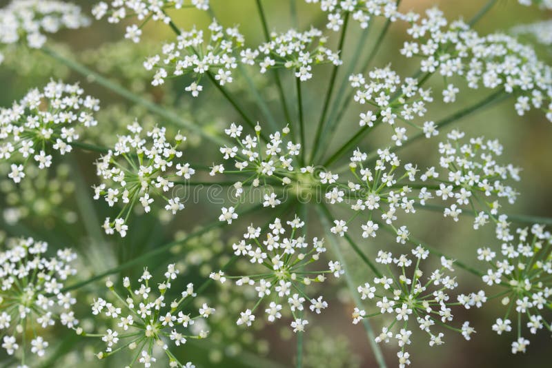 Hemlock white flowers stock image. Image of apiaceae 171810561