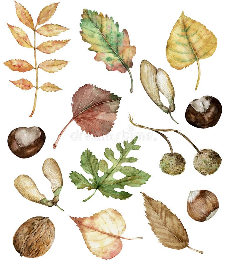 Watercolor autumn set of hand-drawn isolated hazel-nuts, chestnut, maple seeds, planetree seed pods, oak, birch, poplar, and ash leaves. Botanical illustration. Watercolor autumn set of hand-drawn isolated hazel-nuts, chestnut, maple seeds, planetree seed pods, oak, birch, poplar, and ash leaves. Botanical illustration.