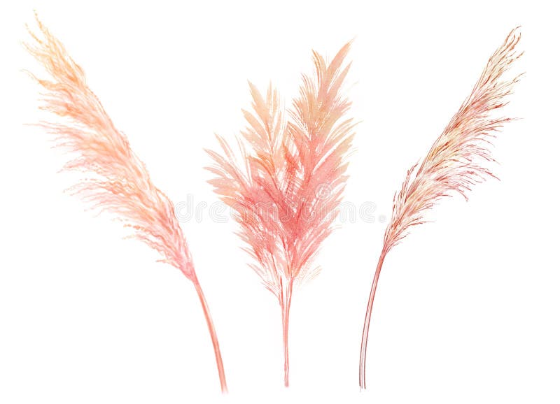 Conjunto de acuarelas con ramas rosas. colección abstracta con pampas secas y hojas de palma. decoración interior imágenes de archivo libres de regalías