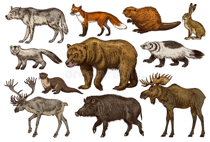Conjunto de animales salvajes Nutria de r?o del reno de Wolf Sable Badger Gray Hare del verraco de Forest Moose Red Fox North del libre illustration Conjunto de animales salvajes Nutria de r?o del reno de Wolf Sable Badger Gray Hare del verraco de Forest Moose Red Fox North del libre illustration