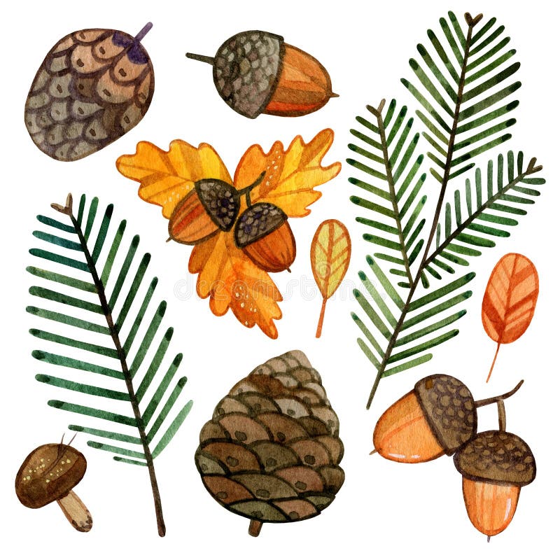 Conjunto de aquarelas dos elementos da floresta de outono Cones, ramos de uma bolota de Natal desenhada à mão ilustração stock Conjunto de aquarelas dos elementos da floresta de outono Cones, ramos de uma bolota de Natal desenhada à mão ilustração stock