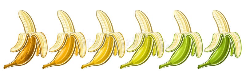 Conjunto de banana desenho vetorial. Isolado: vetor stock (livre de  direitos) 606581783