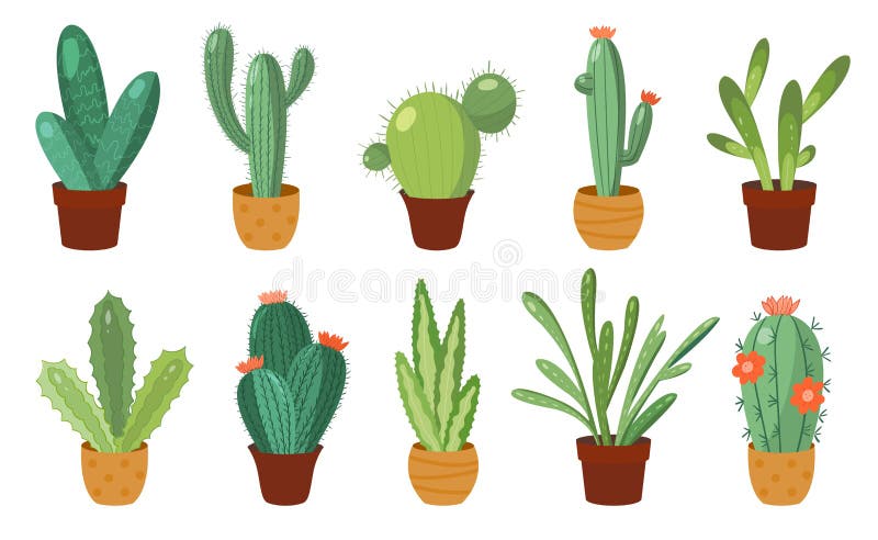 Conjunto de cactos em estilo simples de desenho animado isolado no fundo  branco. cactus em vasos e flores. cacto