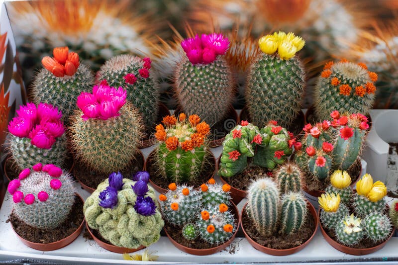 Conjunto De Cactus Y Suculento Con Flores Inmortales Pegadas. Diferentes  Tipos De Cactus Imagen de archivo - Imagen de casa, cubo: 233221803