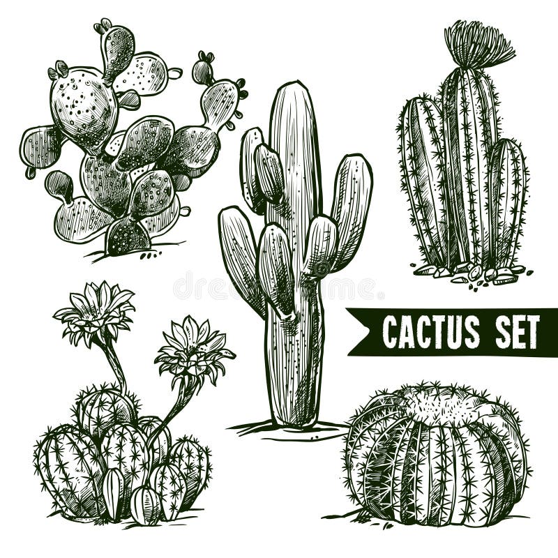 Conjunto de cactos ilustração do vetor. Ilustração de isolado - 212400960