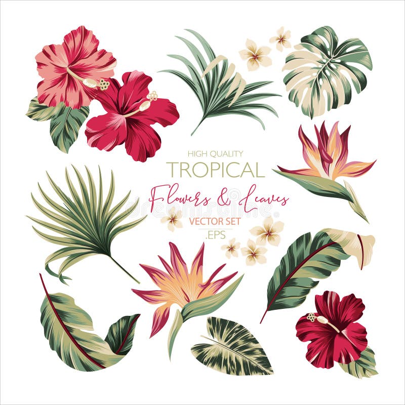 Conjunto De Flores Tropicais Exóticas E Folhas De Palma Em Cores  Tendenciosas Ilustração do Vetor - Ilustração de floral, forma: 183653571