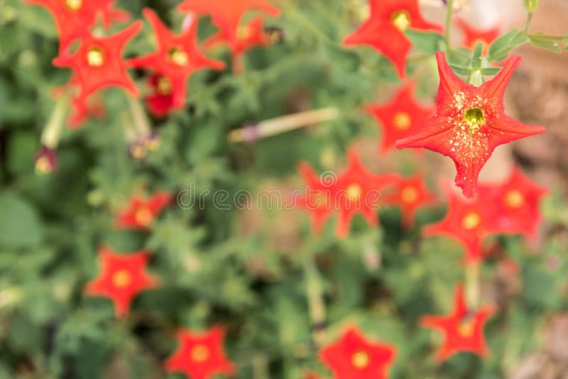 Conjunto De Flores Vermelhas Na Forma De Estrelas Foto de Stock - Imagem de  flores, vermelho: 170603226